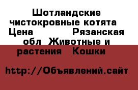 Шотландские чистокровные котята › Цена ­ 3 000 - Рязанская обл. Животные и растения » Кошки   